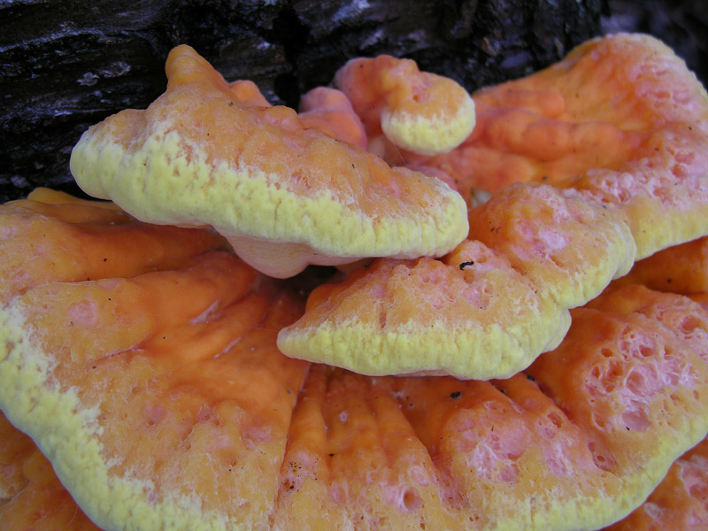 Laetiporus sulphureus(Bull.:Fr.)Murrill